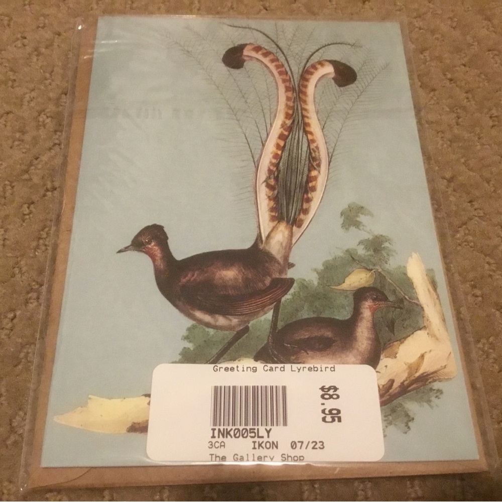 Spearing The Kangaroo Postcard & Greeting Card Lyrebird, Australia